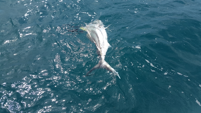 Sport fishing in Sierpe, Costa Rica