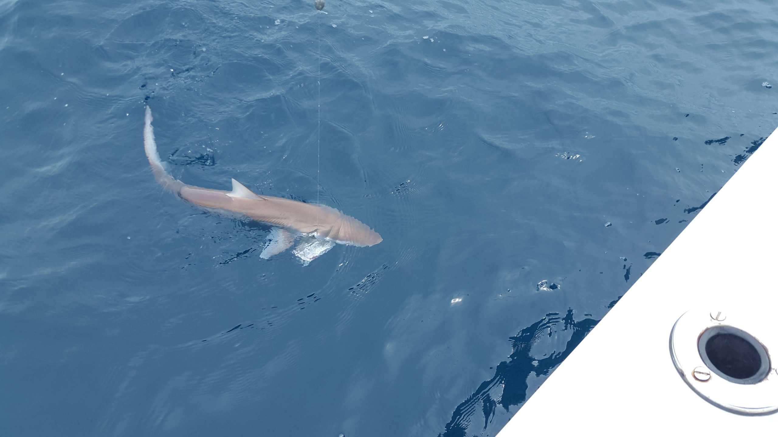 Sport fishing in Sierpe, Costa Rica