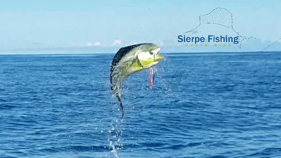 Sport fishing in Sierpe, Costa Rica