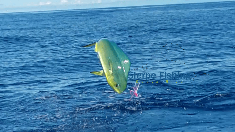 Sport fishing in Sierpe, Costa Rica