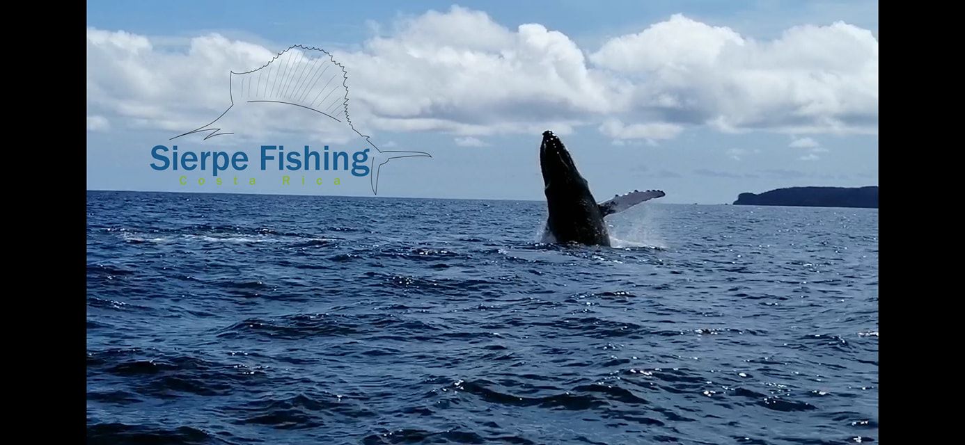Sport fishing in Sierpe, Costa Rica