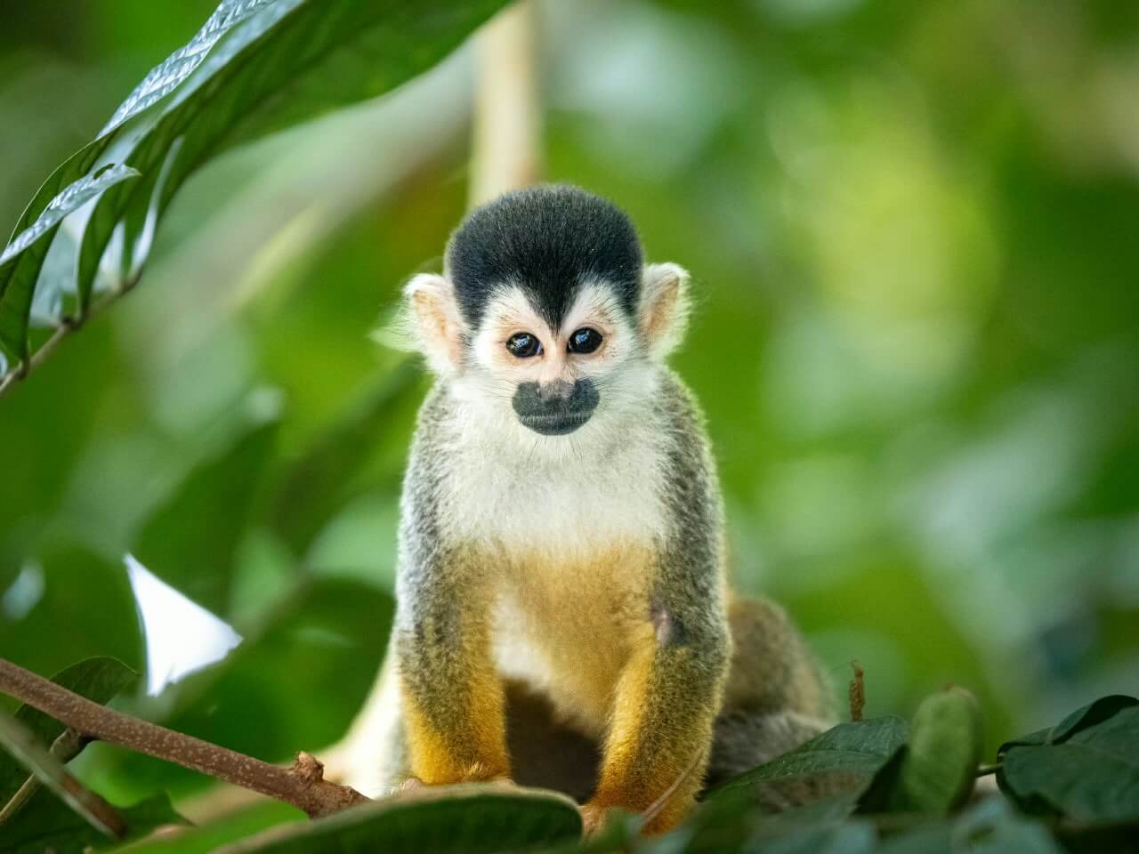 Central American squirrel monkey in the rainforest of the Osa Peninsula, Costa Rica